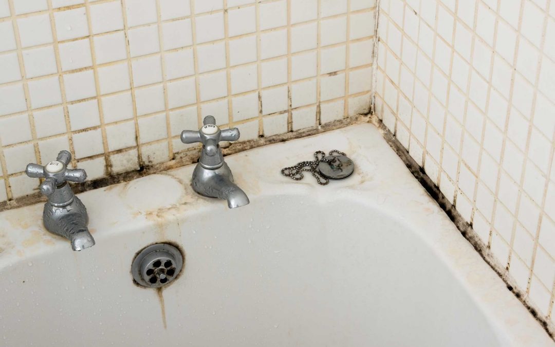 How To Permanently Get Rid Of Shower Mould The Dr Brisbane How To Permanently Get Rid Of Shower Mould