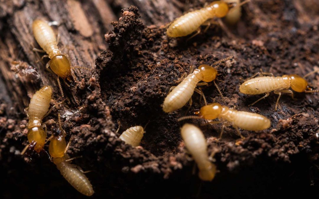 Termites and Leaking Showers
